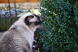 猫,mieze,英国