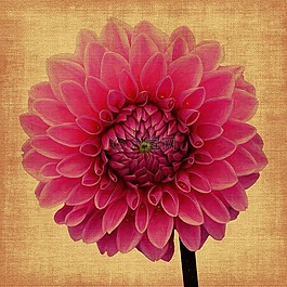 年份,嬌琴紗,花