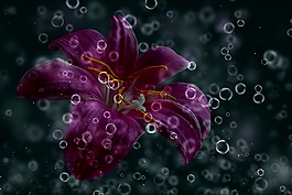 黃花菜,紫色,一滴水