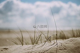 海灘,草,戶外