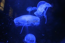 水母,藍(lán)色,水族館
