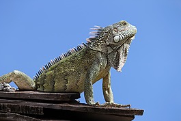 鬣鱗蜥,動物,爬行動物