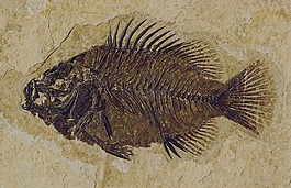 化石,魚,cockerellites liops