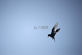 普通的燕鷗,鳥,himmel