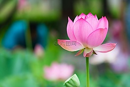 蓮花,花,粉紅色
