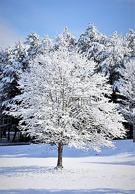 雪,樹,冬天樹