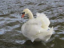 天鵝,白,羽毛