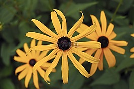 花,黃色,春