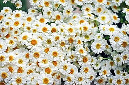 白germini,非洲菊,花