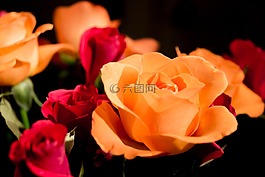 玫瑰,開花,紅玫瑰
