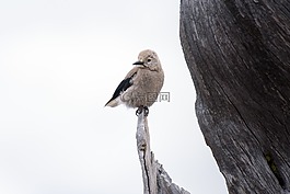 動物,禽,鳥嘴