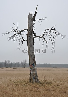 樹,性質(zhì),恐懼