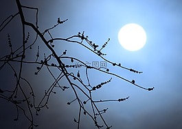 月光,分支機(jī)構(gòu),側(cè)影