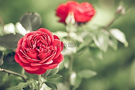 盛開,開花,植物區(qū)系