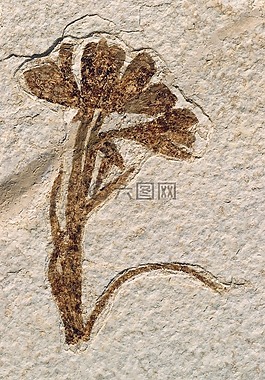 化石,植物,石
