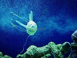 海蜇,藍(lán)色,水族館