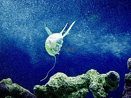 海蜇,藍(lán)色,水族館