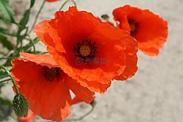 罌粟,klatschmohn,罌粟花