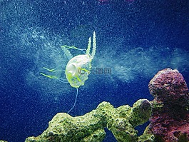 海蜇,藍(lán)色,水族館