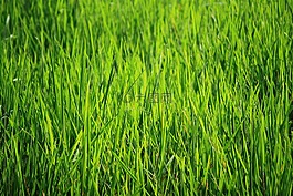 bakground綠色,綠色,綠色的稻田
