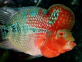 kamalau,鱼,异国情调