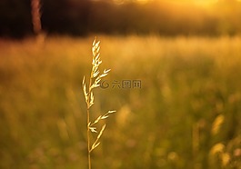太陽untergand,黃金時段,草