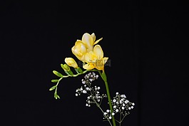 鲜花,黄色的花朵,鸢尾科