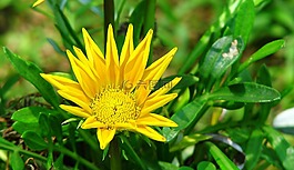 花,黃色,植物