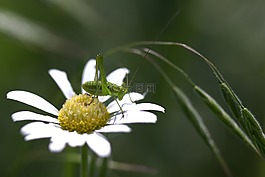 lacusta,绿色,花卉