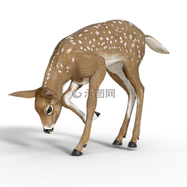 獐鹿,斑比,kitz