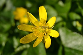celandine,黃色,鮮花