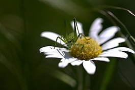 lacusta,绿色,花卉