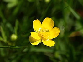 毛茛,黃色,開(kāi)花