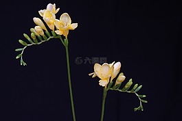 鲜花,黄色的花朵,鸢尾科