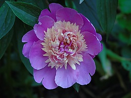 牡丹,粉色,花