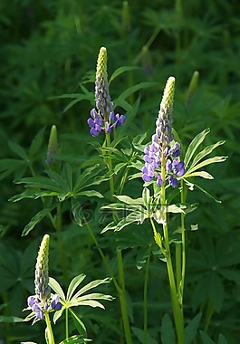 羽扇豆,花,丁香花