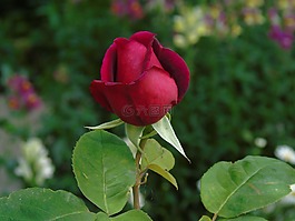玫瑰,花蕾,紅