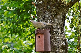 鴿子,鳥(niǎo),捉住了
