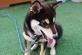 動(dòng)物,柴犬,黑色