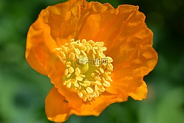 罌粟,橙色,花