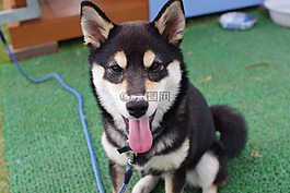 動(dòng)物,柴犬,黑色