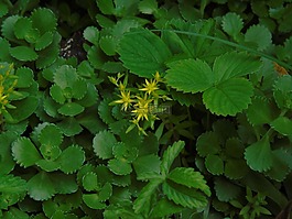 iltimate,花卉,綠色植物