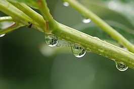 綠色,水,下降