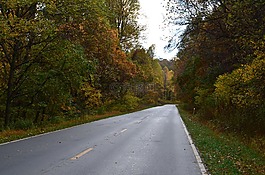 路,樹,自然