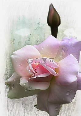 玫瑰,芽,花