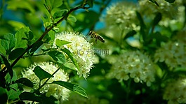蜜蜂,花卉,昆蟲飛行