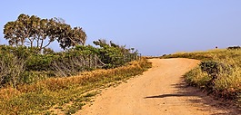 泥路,樹,景觀