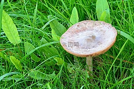 蘑菇,草地,秋季