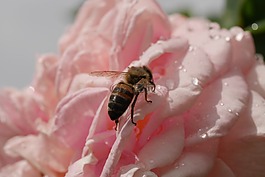 玫瑰,粉紅色,蜜蜂