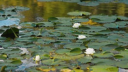 池,水,湖